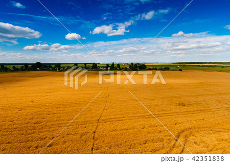 Blue sky over golden wheat field landscape Blue sky over golden wheat field landscape 42351838