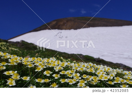 夏の大雪山登山 夏の大雪山登山 42352085