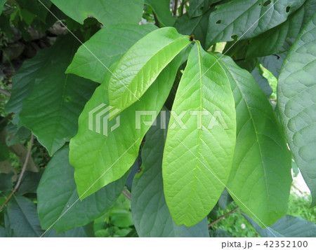 ポポーの葉 ポポーの葉 42352100