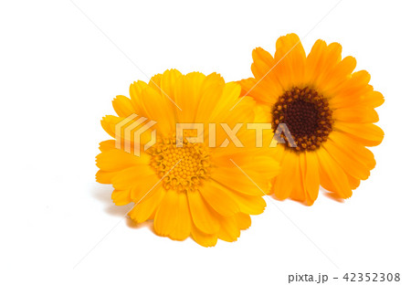 marigold flowers isolated marigold flowers isolated 42352308