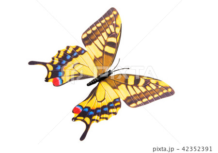 butterfly isolated butterfly isolated 42352391