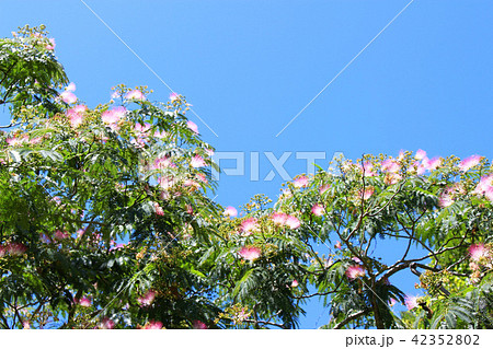 快晴の空と合歓の花 快晴の空と合歓の花 42352802