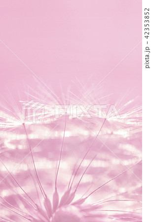 Fluffy dandelion flowers on pastel pink background 42353852