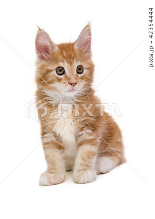 Maine Coon kitten 42354444