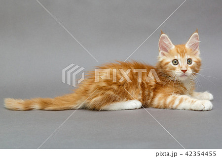 Maine Coon kitten Maine Coon kitten 42354455