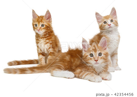 Three Maine Coon kittens Three Maine Coon kittens 42354456