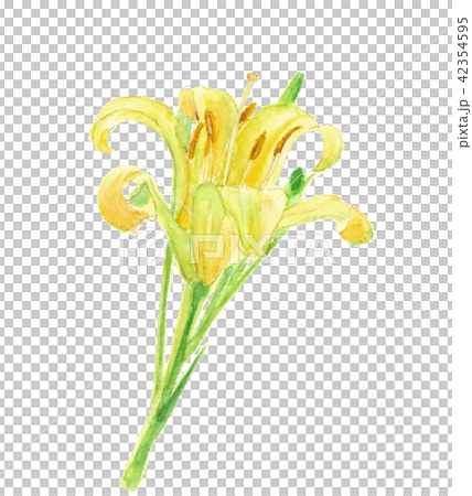 ユウスゲ 夕菅 42354595