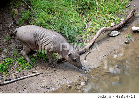 Babirusa Celebes (Babyrousa babyrussa)  42354711