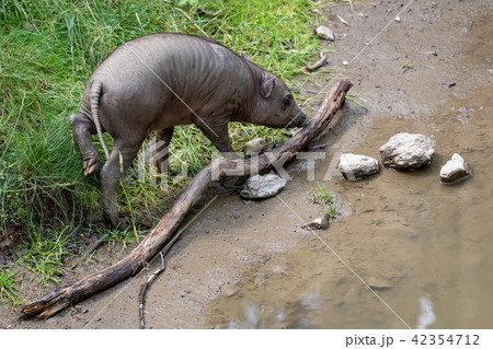 Babirusa Celebes (Babyrousa babyrussa)  42354712