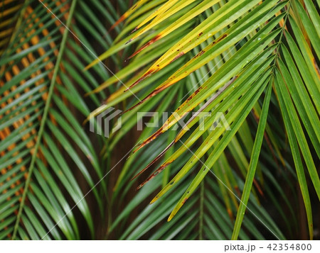palm leaves detail close-up with hi-light & shadow palm leaves detail close-up with hi-light & shadow 42354800