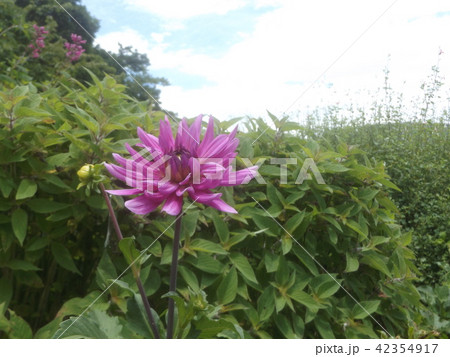 セミカクタスダリアの桃色の花 42354917