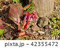 早春の素材・珍しい姫ヒマラヤユキノシタの赤い蕾・横位置 42355472