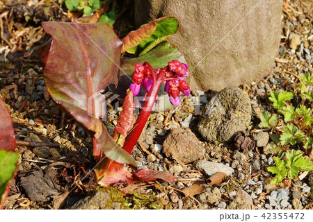 早春の素材・珍しい姫ヒマラヤユキノシタの赤い蕾・横位置 42355472
