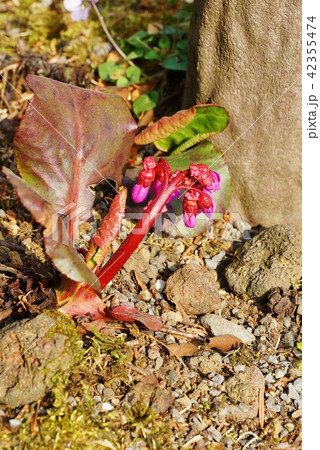 早春の素材・姫ヒマラヤユキノシタの赤い蕾・縦位置 42355474
