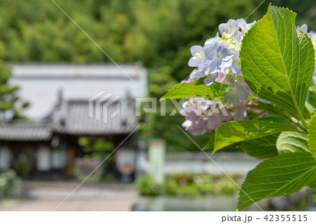 紫陽花の寺 久安寺 紫陽花の寺 久安寺 42355515
