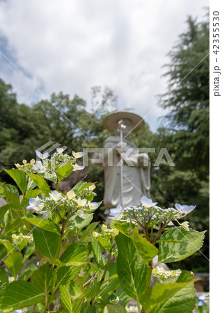 紫陽花の寺 久安寺 紫陽花の寺 久安寺 42355530