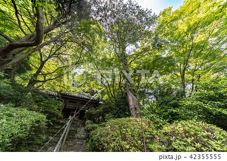紫陽花の寺 久安寺 紫陽花の寺 久安寺 42355555