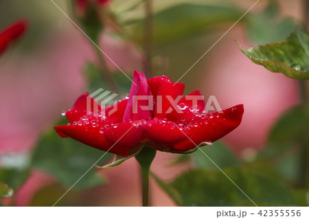 荒尾市　おもやい市民花壇　バラの花、 42355556