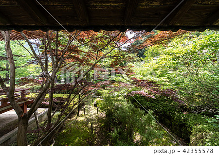 紫陽花の寺 久安寺 42355578
