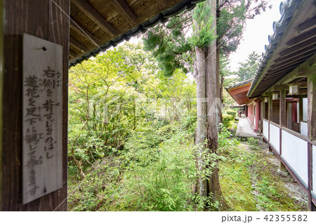 紫陽花の寺 久安寺 42355582