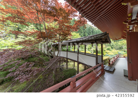 紫陽花の寺 久安寺 42355592
