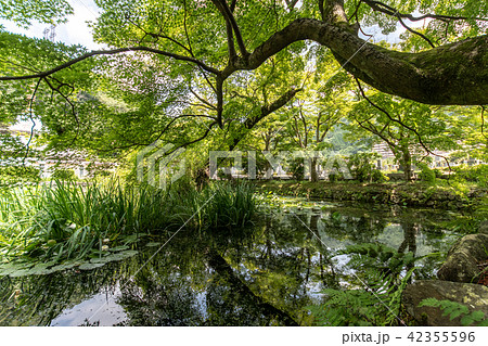 紫陽花の寺 久安寺 42355596