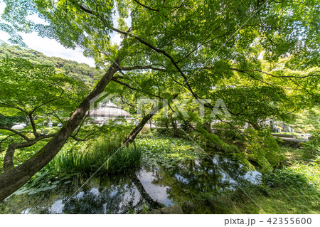 紫陽花の寺 久安寺 42355600