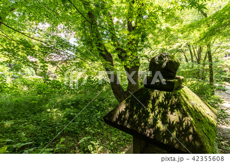 紫陽花の寺 久安寺 42355608