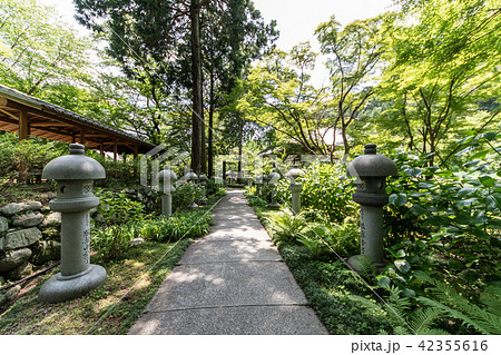 紫陽花の寺 久安寺 42355616