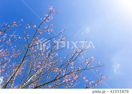 the beautiful flower in Thailand 42355879