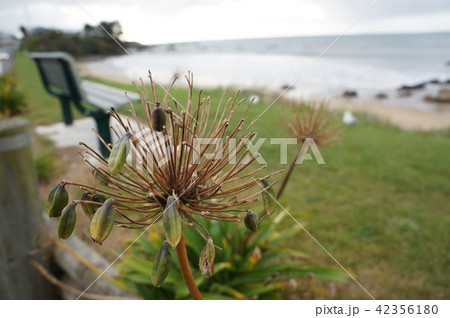 海岸沿いの種子植物 海岸沿いの種子植物 42356180