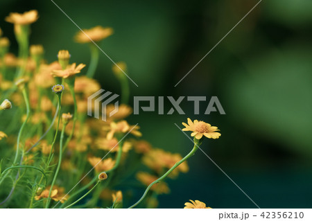 beautiful  yellow daisy flowers blooming 42356210