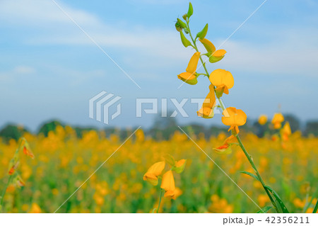 yellow sunhemp flower in nature. Crotalaria 42356211