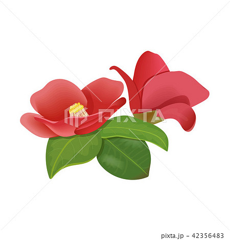 Red blooming Camelia flowers on white background. vector illustration 42356483