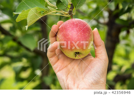 Apple harvest time 42356946