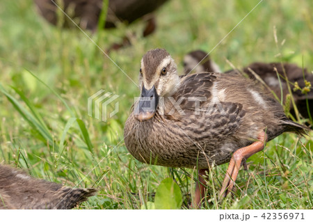 カルガモの親子　東京都足立区　舎人公園 42356971