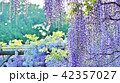 初夏の花木の背景素材・藤棚の藤の花すだれ・横長位置 42357027