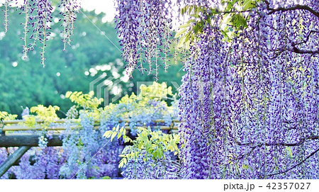 初夏の花木の背景素材 藤棚の藤の花すだれ 横長位置の写真素材