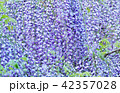 初夏の花木の背景素材・藤棚の藤の花すだれ・横位置ベタ 42357028