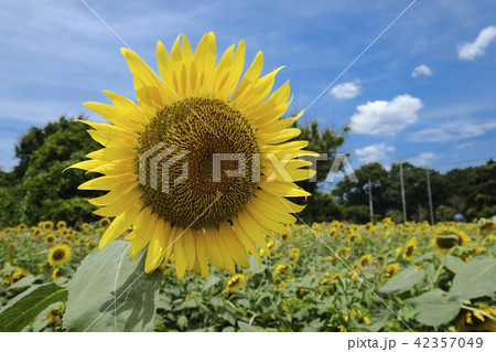 夏のヒマワリ 夏のヒマワリ 42357049