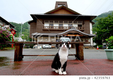 温泉街と猫 日奈久温泉ばんぺい湯 42359763