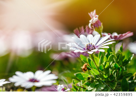 clump of hardy African daisy, Osteospermum plants clump of hardy African daisy, Osteospermum plants 42359895