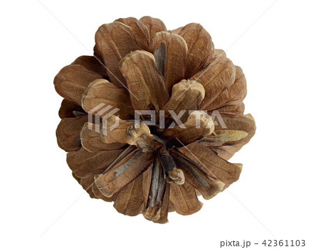 Pine cone isolated 42361103