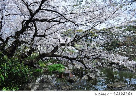 名主の滝公園の桜 名主の滝公園の桜 42362438