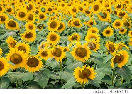 【山梨県】明野のひまわり 【山梨県】明野のひまわり 42363115