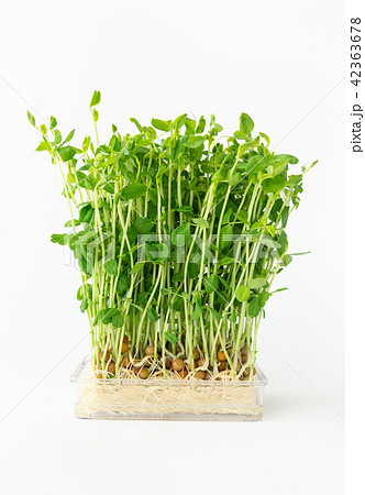 豆苗　野菜 42363678
