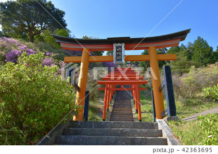 獅子崎稲荷神社　鳥居　天橋立 42363695