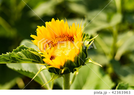 ひまわり三分咲き 42363963