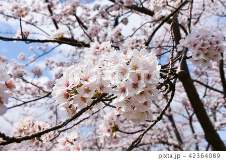 さくら 金沢の桜 さくら 金沢の桜 42364089
