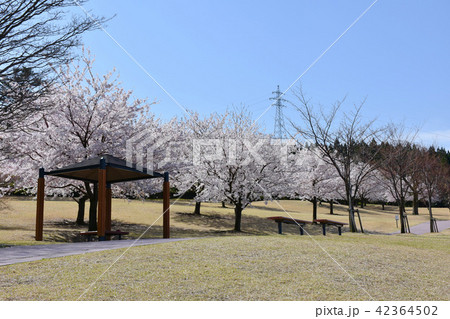 大乗寺丘陵公園 さくら 大乗寺丘陵公園 さくら 42364502